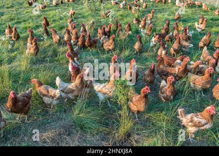 Poulet dans une prairie verte près de Bar Harbor dans les États de la Nouvelle-angleterre Banque D'Images