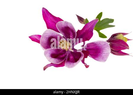 Fleur violette unique d'Aquilegia vulgaris isolée sur fond blanc, gros plan Banque D'Images