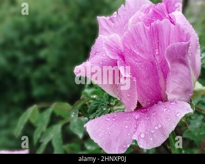 Bourgeon rose d'arbre pivoine en gouttes de rosée sur les pétales après la pluie, vue rapprochée Banque D'Images