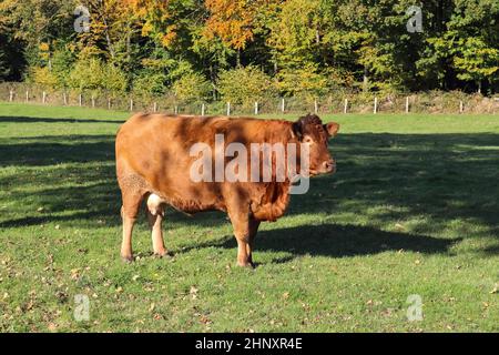 Vaches brunes paissant sur un pré vert sur fond de forêt d'automne Banque D'Images