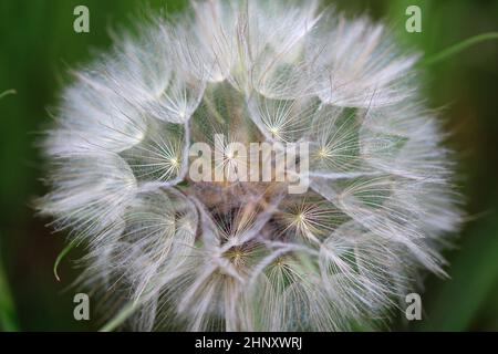 Barbe de Goatsbeard, Tragopogon pratensis, tête de fleur gros plan avec des graines de plumes et un fond flou de feuilles. Banque D'Images