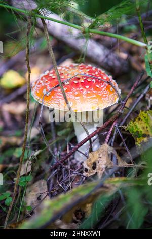 L'agaric de mouche n'est pas seulement le plus célèbre, mais aussi le champignon le plus reconnaissable. Banque D'Images