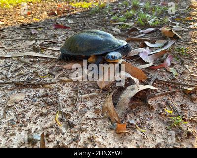 Une tortue à col serpent de l'est sur une route de terre Banque D'Images