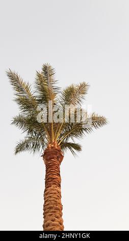 Silhouettes de palmiers contre le ciel au coucher du soleil. Cococotiers, arbre tropical d'Égypte, arbre d'été. Une famille de plantes ligneuses monocotylédones Banque D'Images