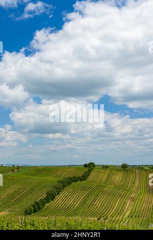 Vignoble de printemps près de Cejkovice, Moravie du Sud, République tchèque Banque D'Images