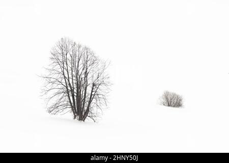 Un seul arbre debout dans un environnement enneigé en hiver. Paysage naturel blanc d'un paysage gelé. Composition horizontale minimaliste d'une plante isolée Banque D'Images