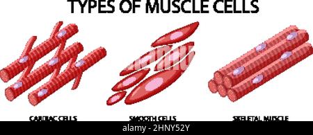 Type de cellules musculaires sur fond blanc Illustration de Vecteur