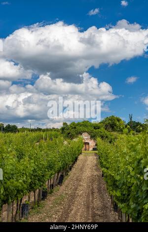 Caves à vin et vignoble dans la région de Palava, Moravie du Sud, République tchèque Banque D'Images