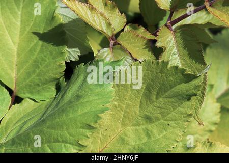 Feuilles de vert néon sur une plante de Spiklard dorée. Banque D'Images