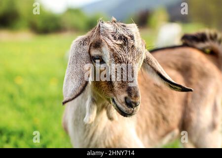 Chèvre brune jeune kid le pâturage, mangeant des brins d'herbe. Banque D'Images
