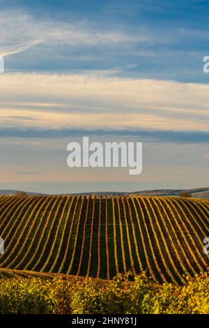 Vignoble d'automne près de Velke Bilovice, Moravie du Sud, République tchèque Banque D'Images