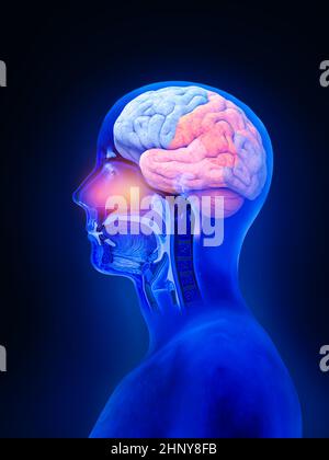 Anatomie du cerveau et de la moelle épinière - coupe transversale, lobes cérébraux, rendu 3d, illustration Banque D'Images