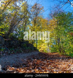Une route parsemée de feuilles sèches tombées et menant vers une erable grove Banque D'Images