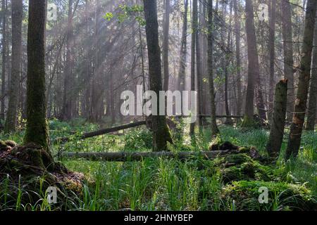 Sunbeam entrant dans les feuillus riches en peuplement riverain matin brumeux, juste après la pluie, la forêt de Bialowieza, Pologne, Europe Banque D'Images