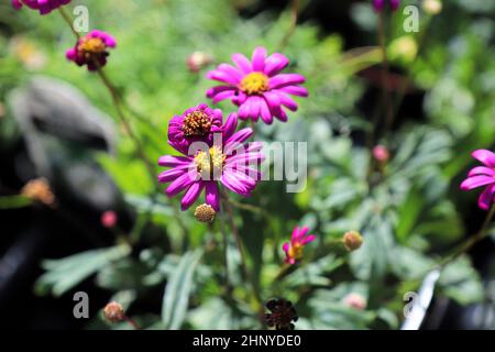 Gros plan de fleurs roses et jaunes sur une Marguerite de cygne. Banque D'Images