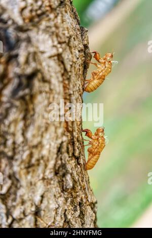 La cicada se tache sur les arbres dans un fond de nature. Banque D'Images