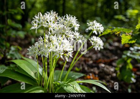 Pousses d'ail sauvages avec des fleurs du sol d'une forêt baignée de soleil. Banque D'Images