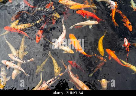 Plusieurs koï (poissons décoratifs, variétés colorées de la carpe d'Amur) nagent dans un étang. Banque D'Images