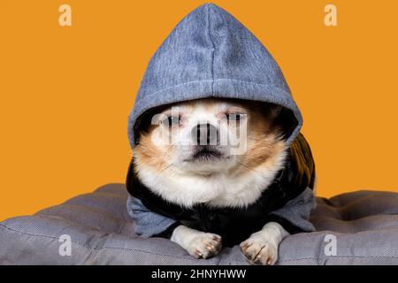 chihuahua drôle dans des combinaisons avec un capot sur un fond jaune. Photo de haute qualité Banque D'Images