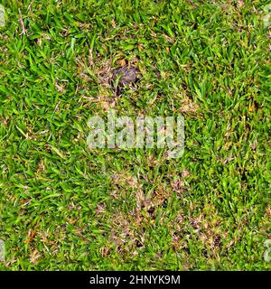 Texture d'herbe transparente et réaliste avec une résolution élevée de plus de 6 mégapixels Banque D'Images