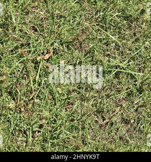 Texture d'herbe transparente et réaliste avec une résolution élevée de plus de 6 mégapixels Banque D'Images