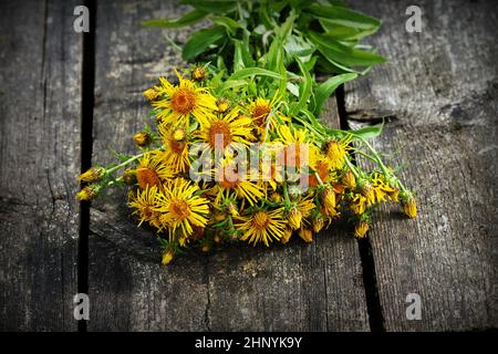 Fleurs jaunes d'inula helenium ou de cheval ou d'orfdock avec du vert sur fond de bois. La plante médicale contient beaucoup d'huiles essentielles, saponines, inul Banque D'Images