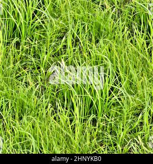 Texture d'herbe transparente et réaliste avec une résolution élevée de plus de 6 mégapixels Banque D'Images