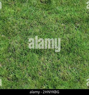 Texture d'herbe transparente et réaliste avec une résolution élevée de plus de 6 mégapixels Banque D'Images
