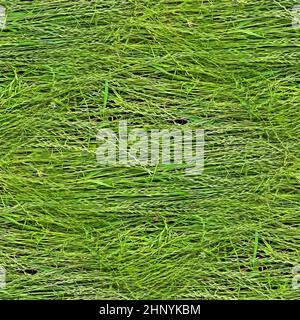 Texture d'herbe transparente et réaliste avec une résolution élevée de plus de 6 mégapixels Banque D'Images