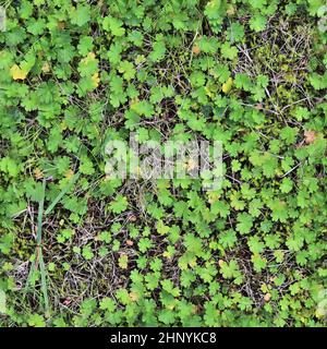 Texture d'herbe transparente et réaliste avec une résolution élevée de plus de 6 mégapixels Banque D'Images