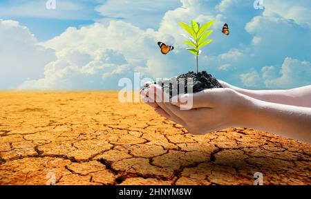 Arbre dans deux mains avec des environnements très différents jour de la Terre Ou Journée mondiale de l'environnement réchauffement et pollution de la planète Banque D'Images