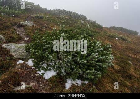 Arbres de Noël à faible croissance sur le couvert de neige légère sur un flanc de montagne par temps nuageux. Banque D'Images