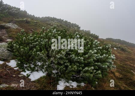 Arbres de Noël à faible croissance sur le couvert de neige légère sur un flanc de montagne par temps nuageux. Banque D'Images