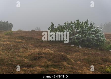 Arbres de Noël à faible croissance sur le couvert de neige légère sur un flanc de montagne par temps nuageux. Banque D'Images