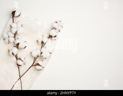 morceau de gaze blanche et un brin de fleurs de coton blanc sur la table, vue du dessus, espace de copie Banque D'Images