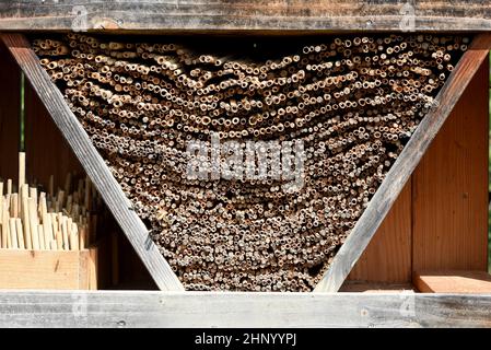 Les hôtels d'insectes servent d'abri et de terrain de reproduction aux insectes, en particulier aux abeilles sauvages. Banque D'Images