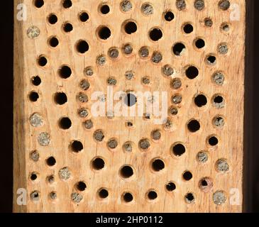 Insektenhotels dienen Insekten, vor allem Wildbienen, als Unterschlupf und Brutstaette. Les hôtels d'insectes servent d'insectes, surtout les abeilles sauvages, comme abri Banque D'Images