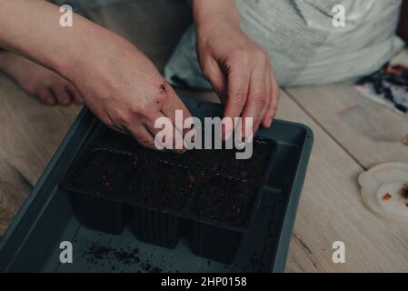 La femme sème ses graines de poivre à la maison au printemps Banque D'Images