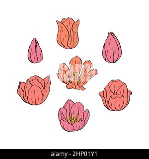 Art de ligne pastel tulipes fleurs isolées sur blanc Illustration de Vecteur