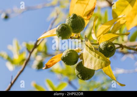 Tilleul ou Lemon Tree dans les jardins de la ville du Cap, Afrique du Sud. Banque D'Images