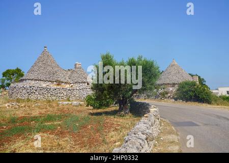 Paysage rural en juin entre Alberobello et Locorotondo, province de Bari, Apulia, Italie.Vieux oliviers et trulli Banque D'Images