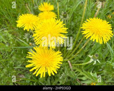 Taraxacum officinale comme fleur de mur, est une plante pionnière et artiste de survie qui peut également prospérer sur des routes de gravier. Banque D'Images