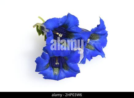 Gentiane, Gentiana acaulis, la gentiane silicate vient des montagnes de l'Europe centrale. Il s'agit d'une plante vivace à fleurs bleu profond qui ne devrait pas être m Banque D'Images