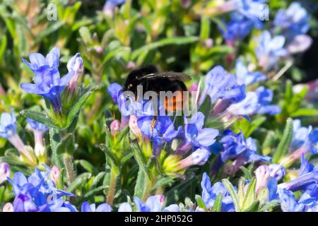 Bumblebee à queue rouge sur la fleur Lithodora diffuse Heavenly Blue Banque D'Images