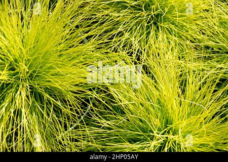 Festuca glauca 'AmiGold', fétuque jaune, herbes modernes de jardin, plantes de couverture végétale ornementale Banque D'Images