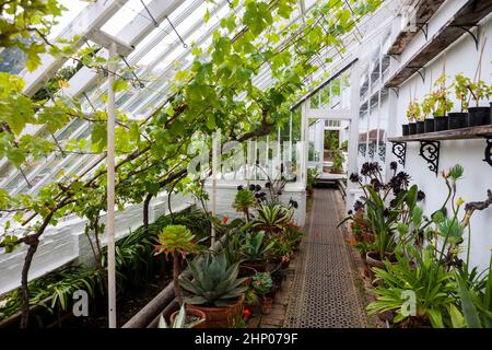 Old Victorian Lean-to serres, The Vinery, in the Flower Garden, Lost Gardens of Heligan, Cornwall, Royaume-Uni Banque D'Images