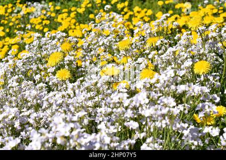 Grand champ de fleurs sauvages beefriendly pissenlits taraxacum et Cuckooflower Cardamine pratensis Banque D'Images