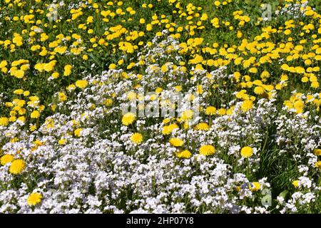 Grand champ de fleurs sauvages beefriendly pissenlits taraxacum et Cuckooflower Cardamine pratensis Banque D'Images