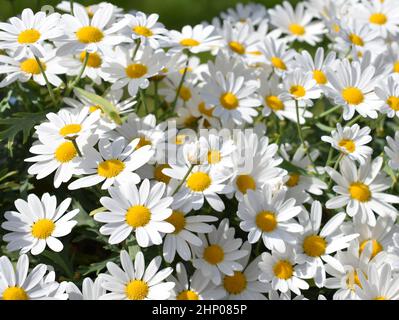 Gros plan sur les fleurs blanches marguerite Banque D'Images