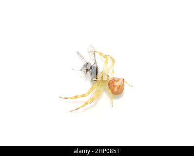 Araignée de crabe Thomisidae avec petite proie d'abeille isolée sur fond blanc Banque D'Images